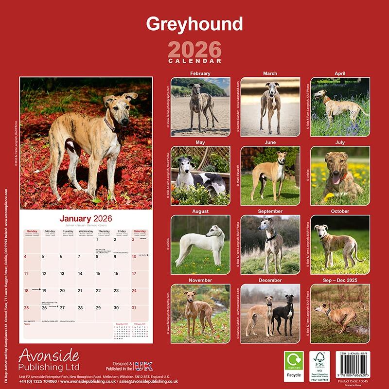 Greyhound Wall Calendar 2026