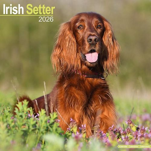 Irish Setter Calendar 2026