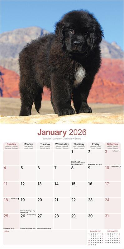 Newfoundland Dog Lover Calendar inside