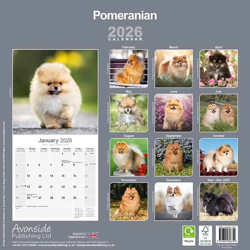Pomeranian Wall Calendar 2026