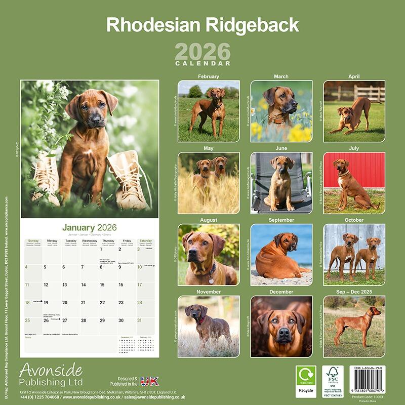 Rhodesian Ridgeback Calendar 2026