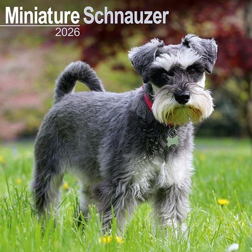 Miniature Schnauzer Calendar 2026
