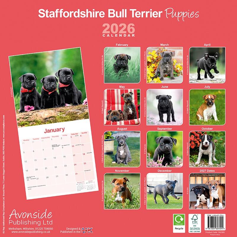 Staffordshire Bull Terrier Puppies Wall Calendar 2026
