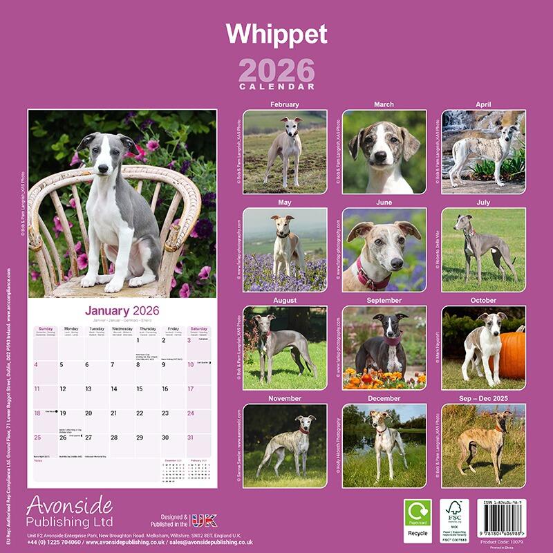 Whippet Wall Calendar 2026