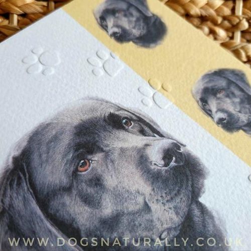 Beautiful Labrador Lover Greetings Card
