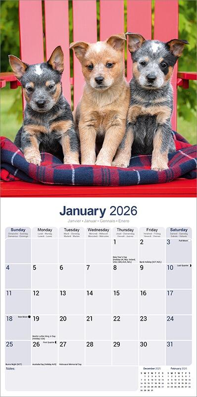 Australian Cattle Dog Lover Calendar