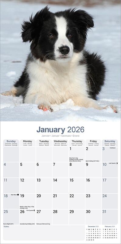 Border Collie Puppy Calendar Planner