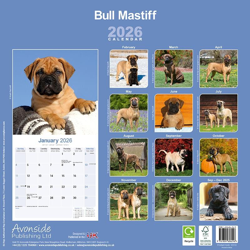 Bull Mastiff Calendar 2026 Back
