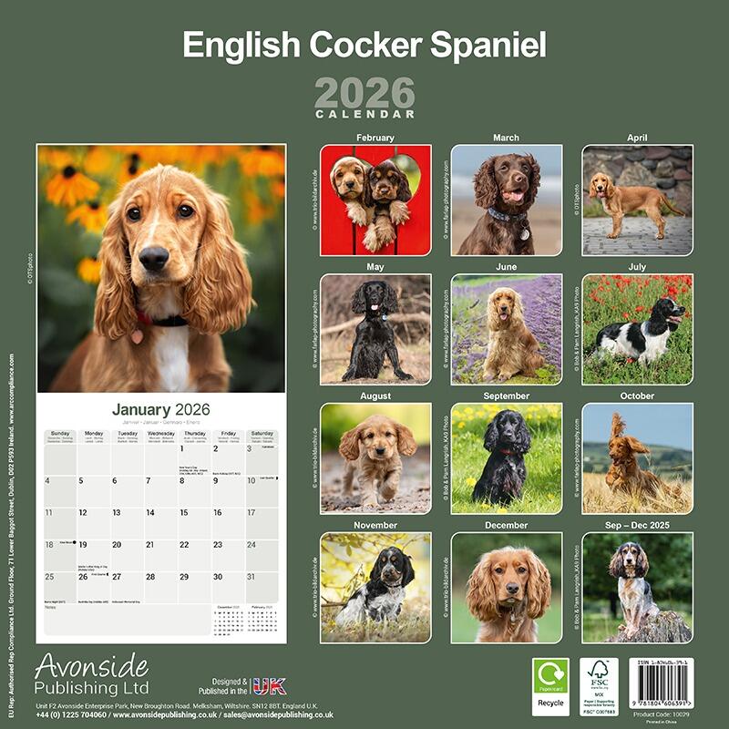 English Cocker Spaniel Wall Calendar 2026