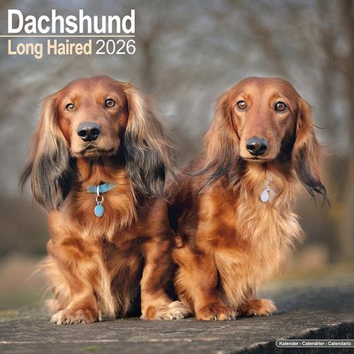 Longhaired Dachshund Calendar 2026