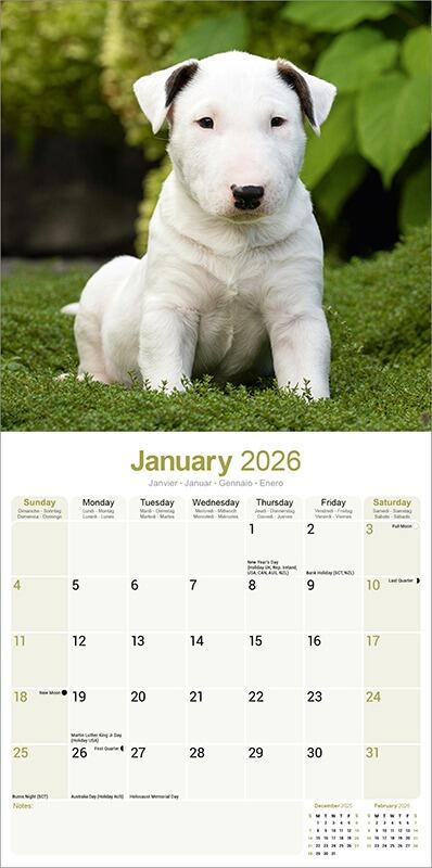 English Bull Terrier Calendar 2026 Inside