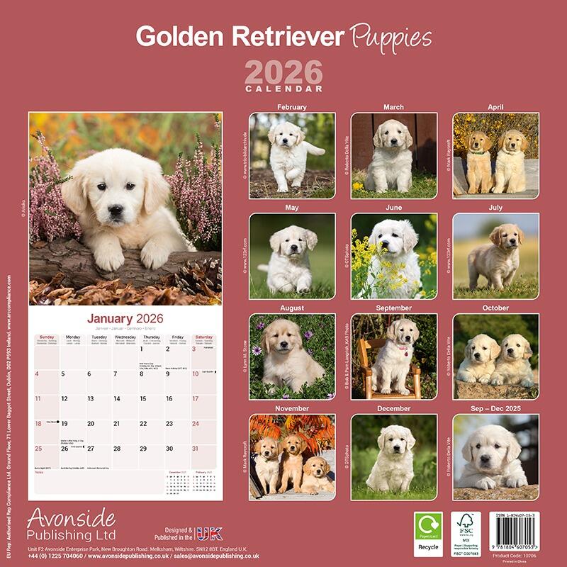 Golden Retriever Puppies wall Calendar 2026