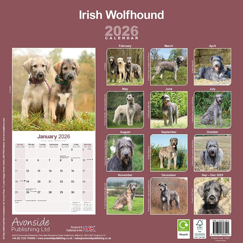 Irish Wolfhound Wall Calendar 2026