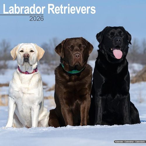 Mixed Colour Labrador Calendar 2026