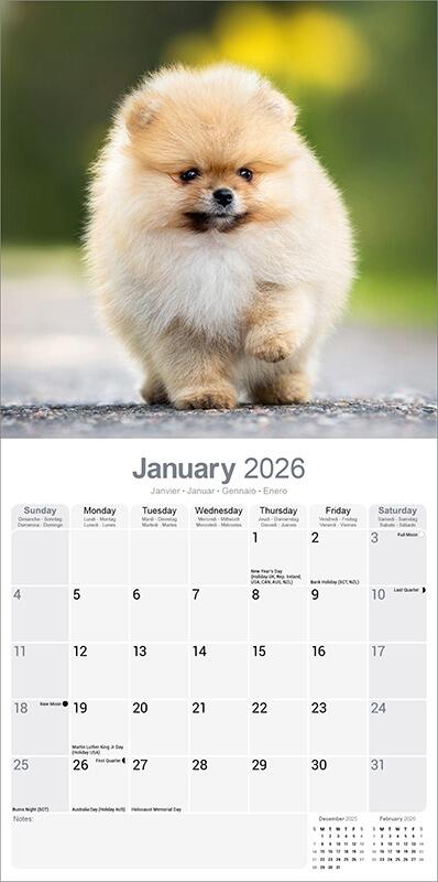 Pomeranian Calendar 2026 Planner