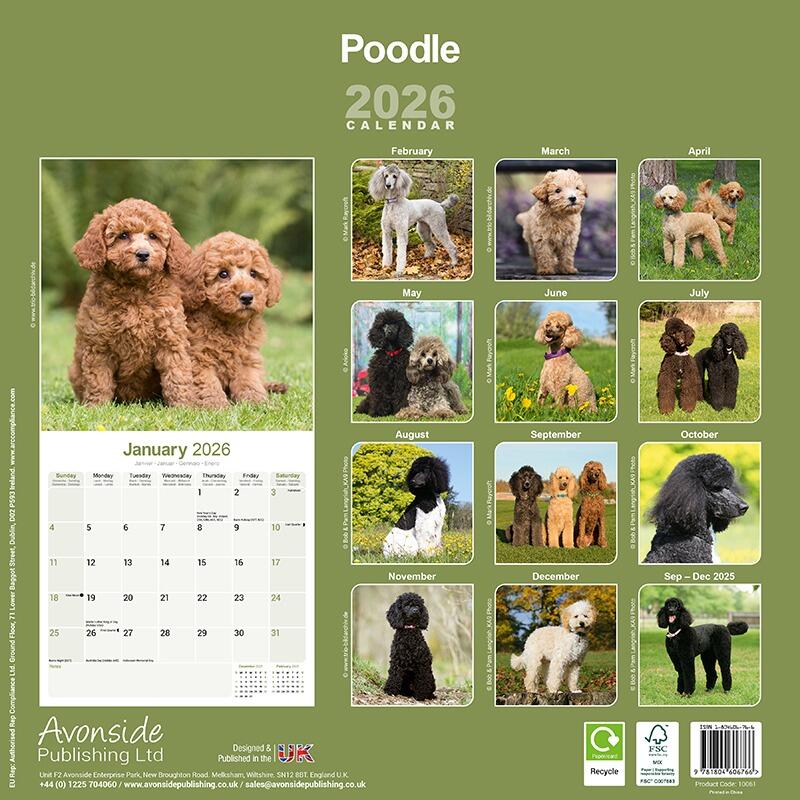 Poodle Wall Calendar 2026