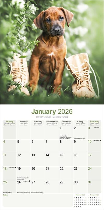 Rhodesian Ridgeback Planner 2026