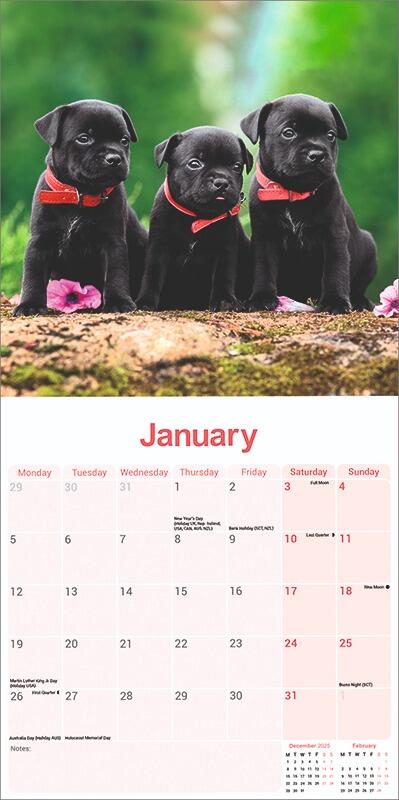 Staffordshire Bull Terrier Puppies Calendar 2026 Planner
