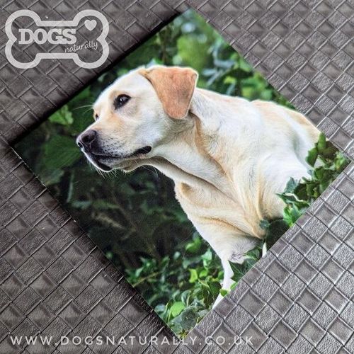 Yellow Labrador Square Magnetic Note Pad.