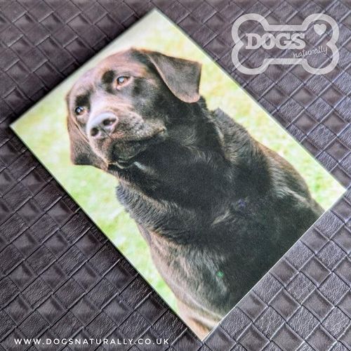 Chocolate Labrador Standard Magnetic Note Pad