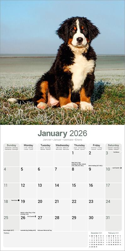 Bernese Mountain Dog Calendar Inside