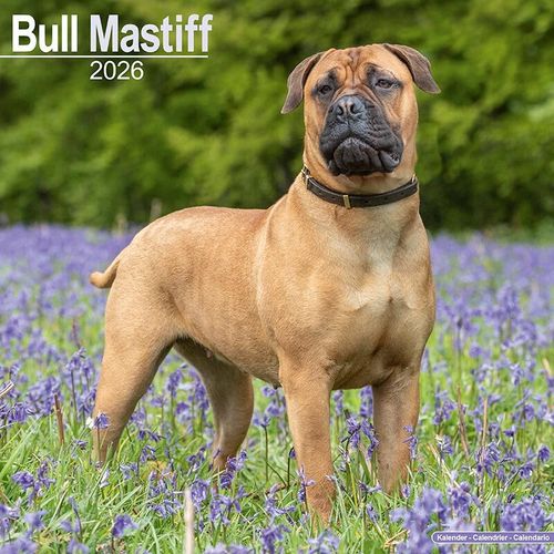 Bull Mastiff Calendar 2026