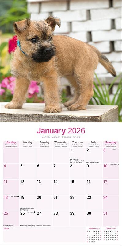Cairn Terrier Calendar 2026 Inside
