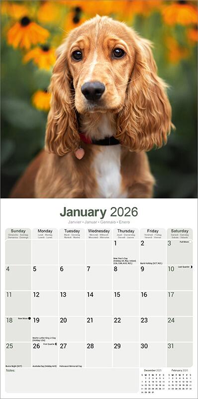 English Cocker Spaniel Calendar 2026 Planner