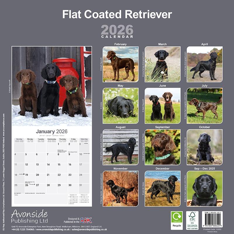 Flat Coated Retriever Wall Calendar 2026