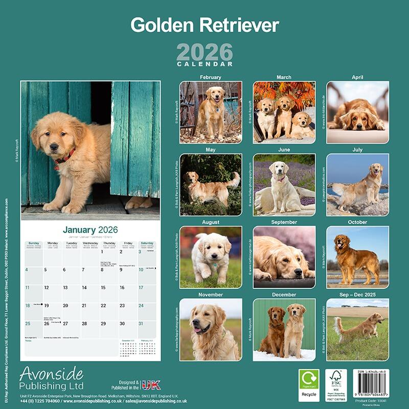 Golden Retriever Wall Calendar 2026