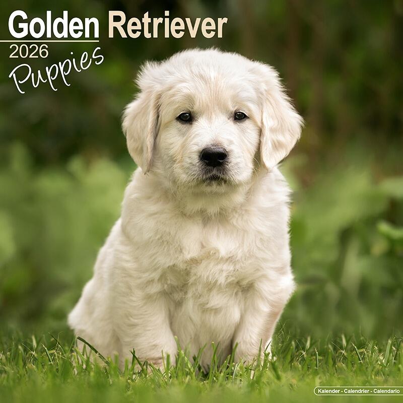 Golden Retriever Puppies Calendar 2026