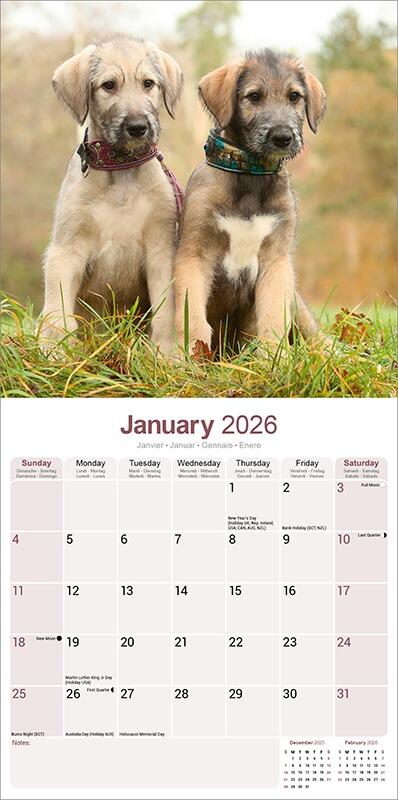 Irish Wolfhound Calendar 2026 Planner