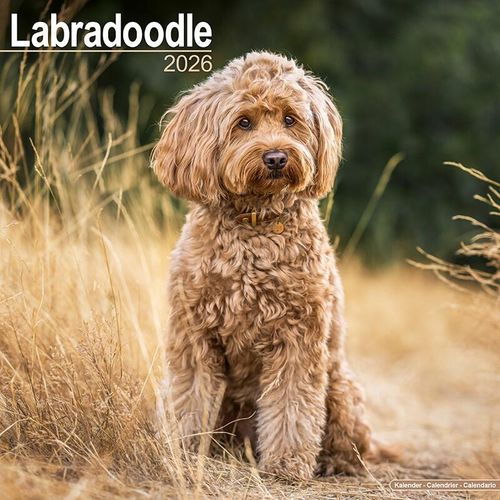 Labradoodle Calendar 2026