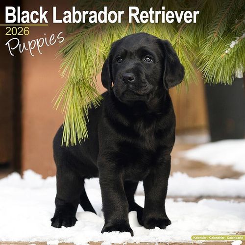 Black Labrador Puppy Calendar 2026