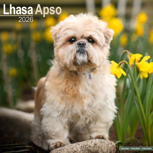 Lhasa Apso Calendar 2026