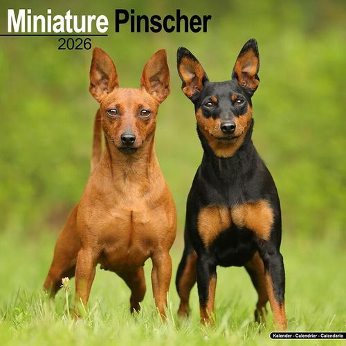 Miniature Pinscher Calendar 2026