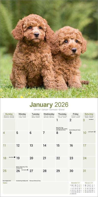 Poodle Calendar 2026 Planner