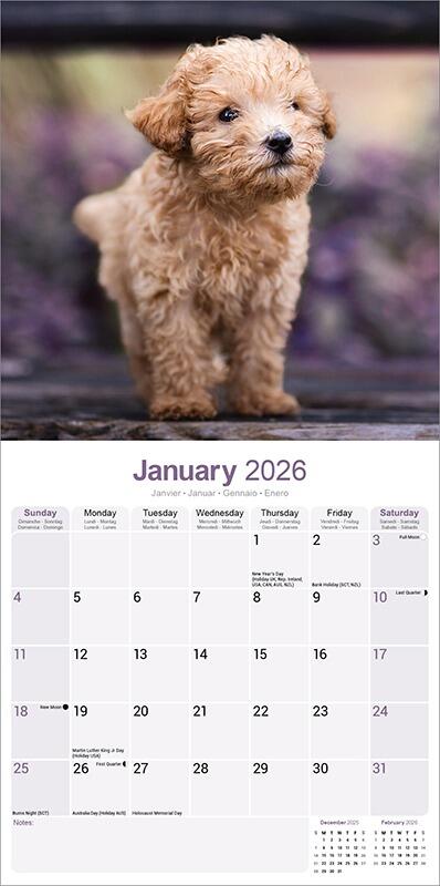 Toy & Miniature Poodle Calendar 2026 Planner