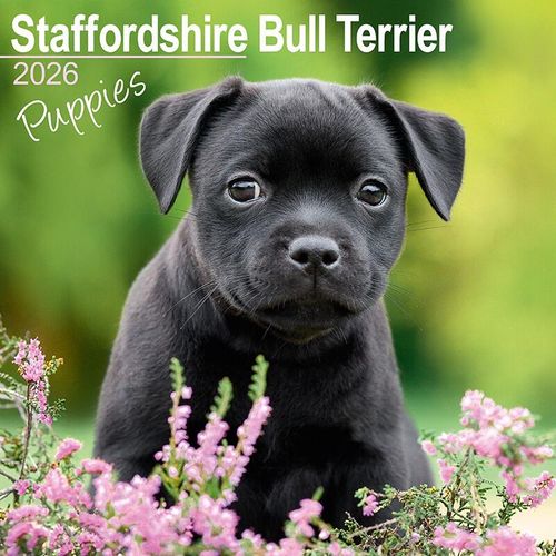 Staffordshire Bull Terrier Puppies Calendar 2026