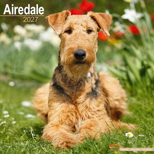 Airedale Calendar 2027