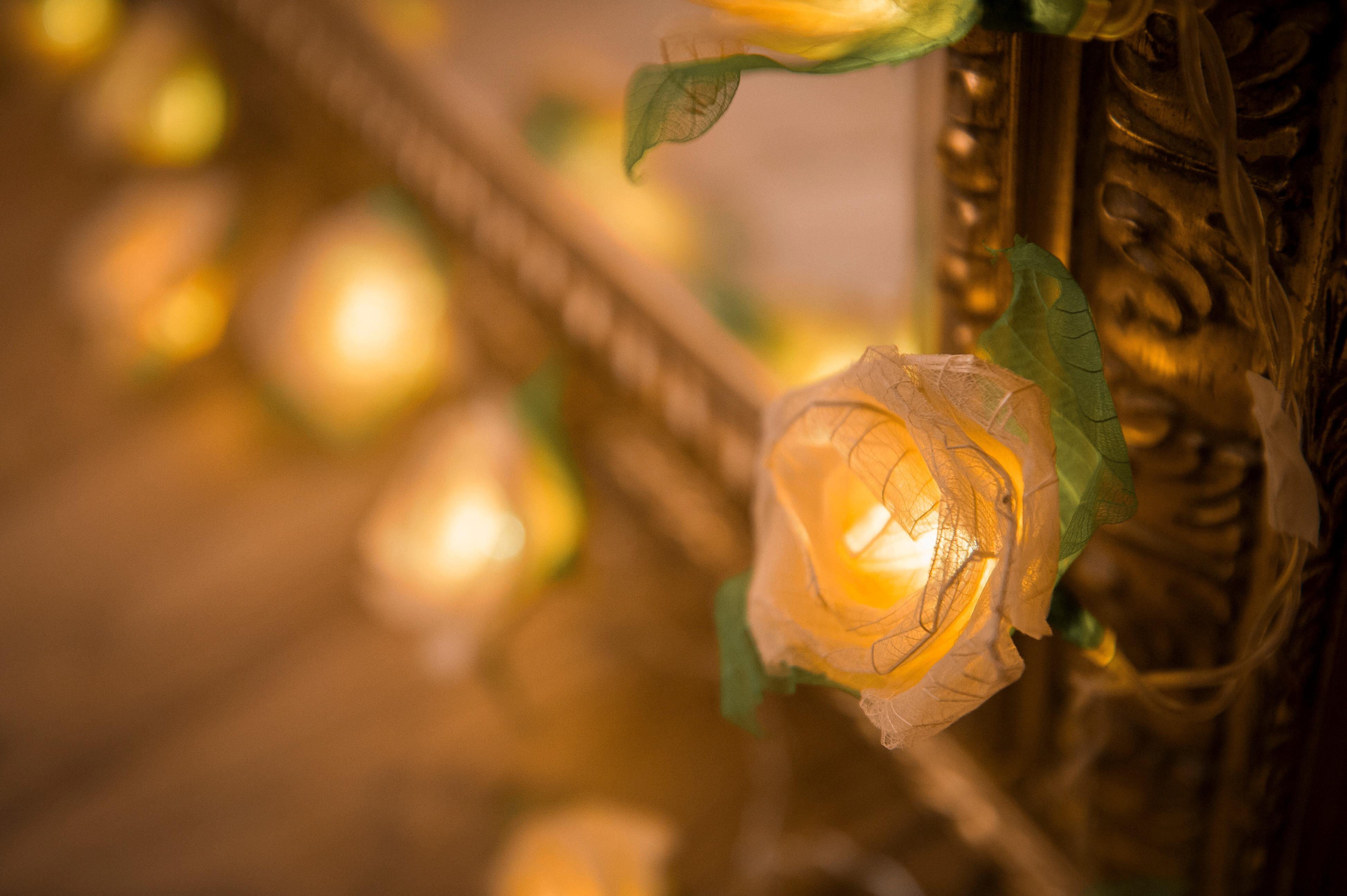 Handcrafted Cream Cabbage Rose Fairy Lights with 30 Warm White LED Lights by Blaze On