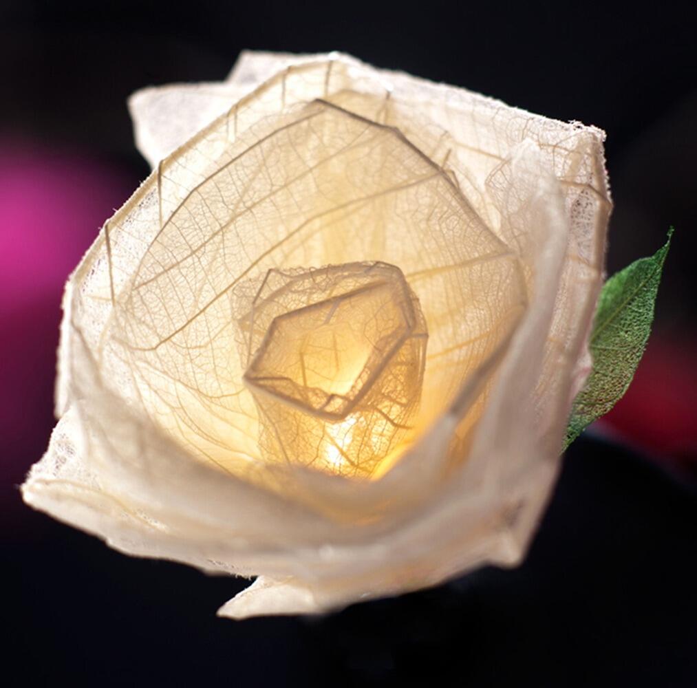 Handcrafted Cream Cabbage Rose Fairy Lights with 30 Warm White LED Lights by Blaze On