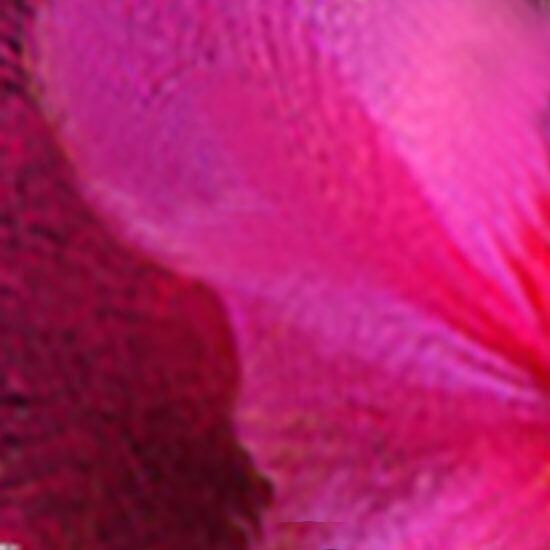 blazeon_fairy_lights_shop_by_colour_pink