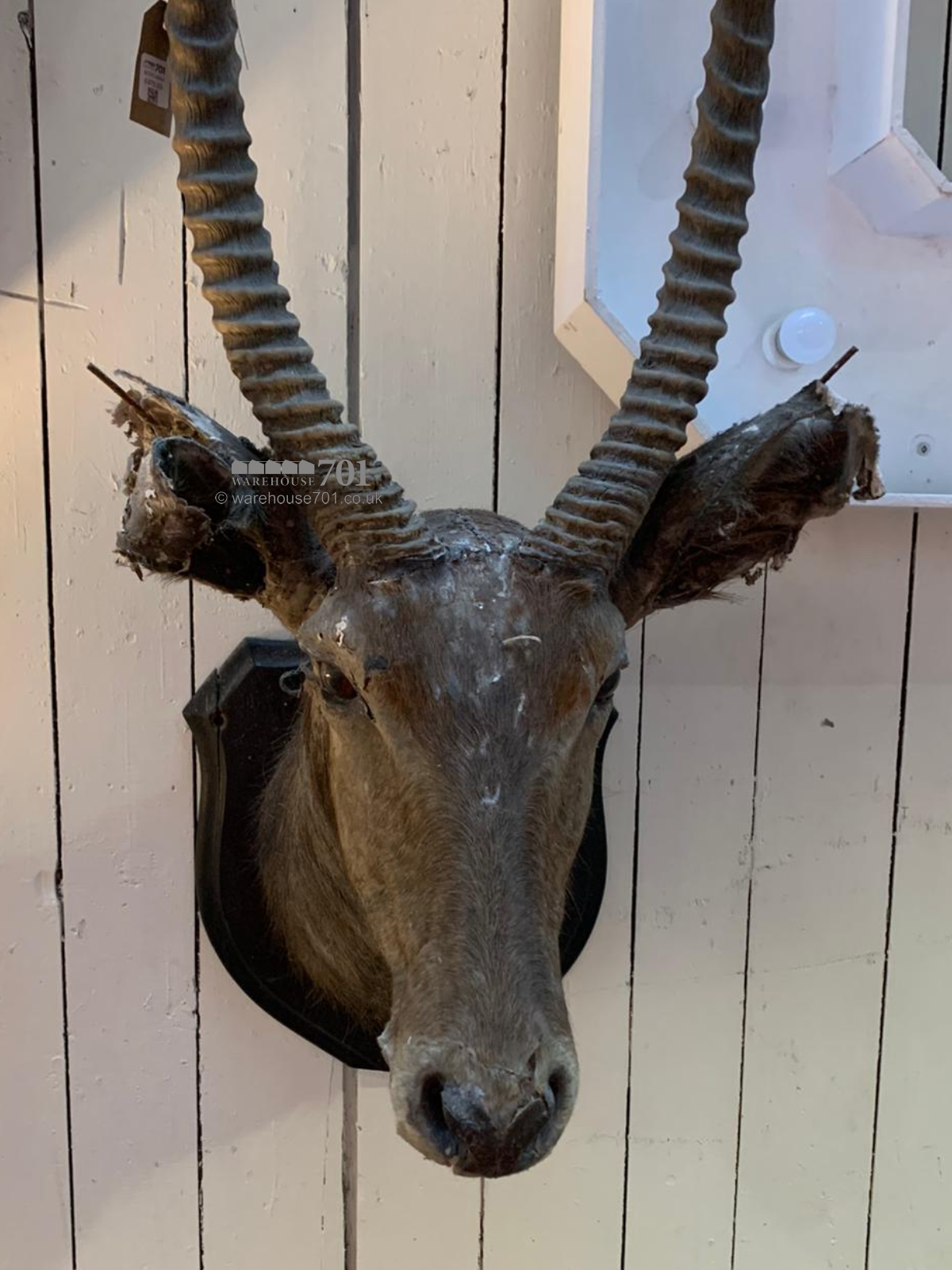 African Waterbuck by Rowland Ward