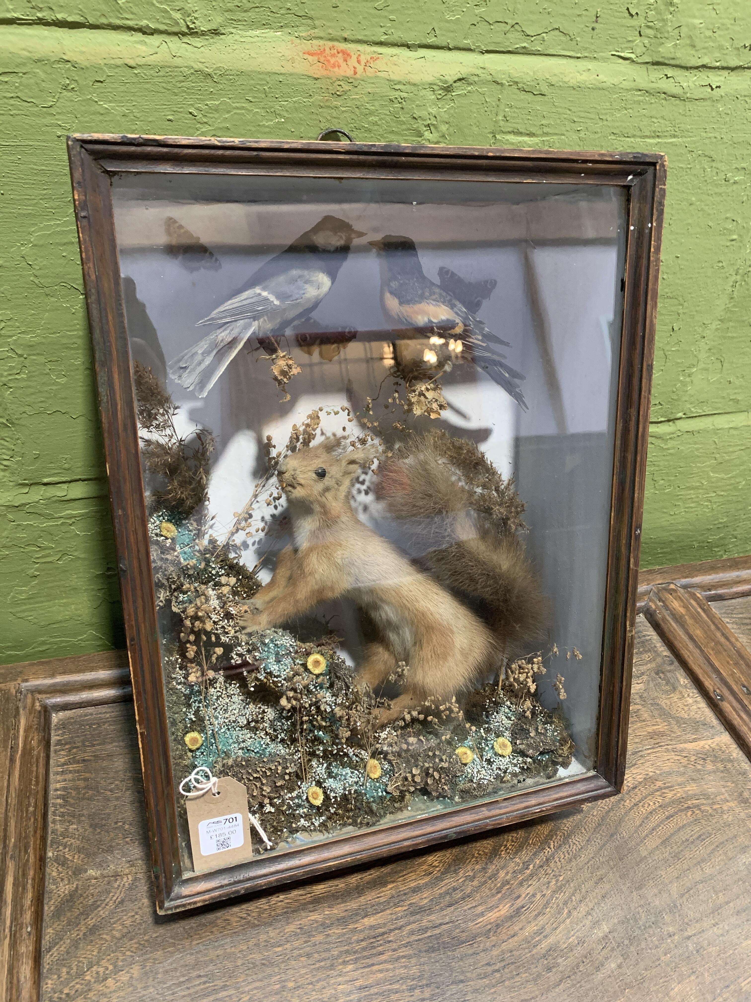 Antique Taxidermy Display - Red Squirrel & Birds