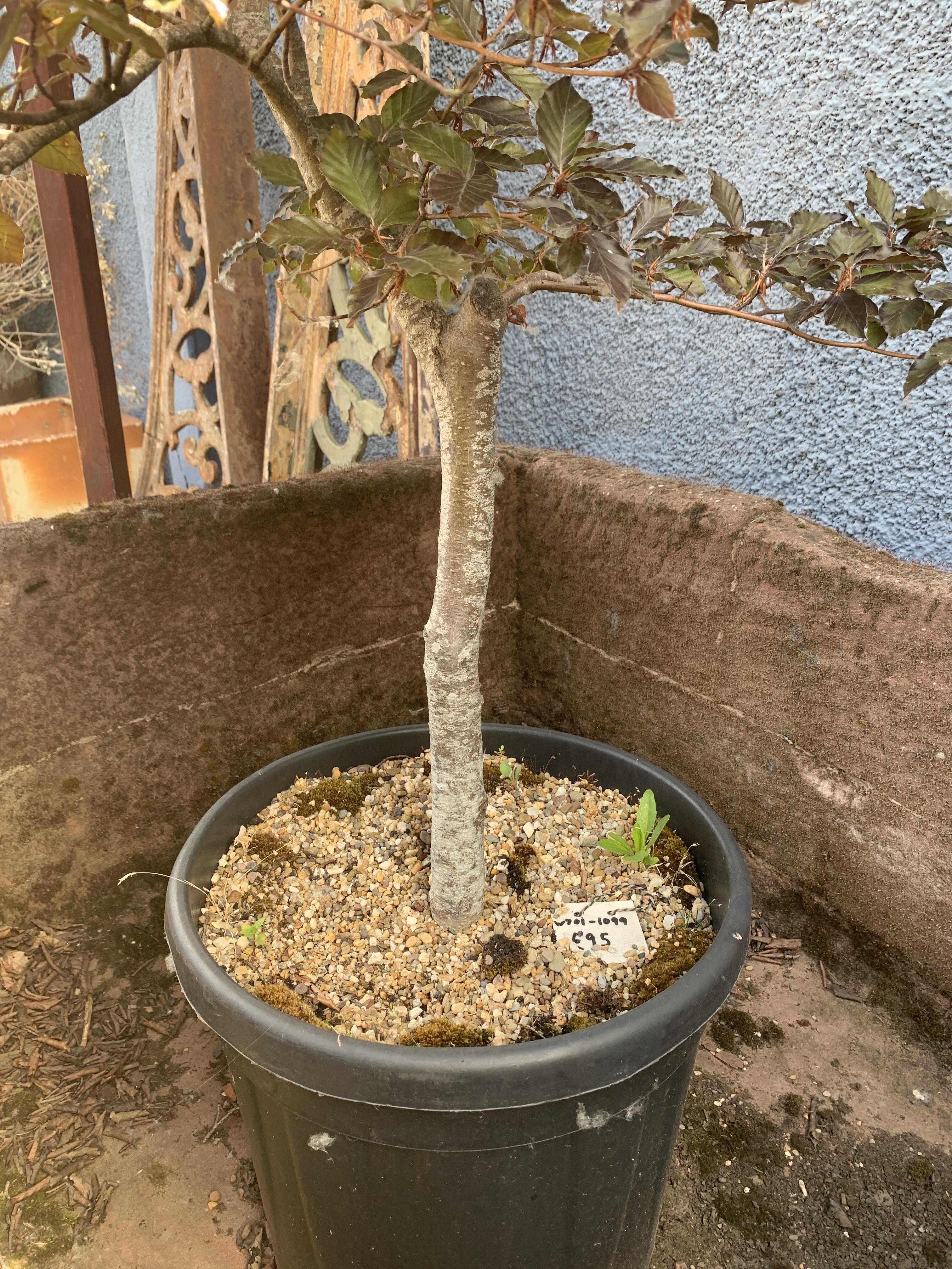 5ft Purple Beech Tree in Pot