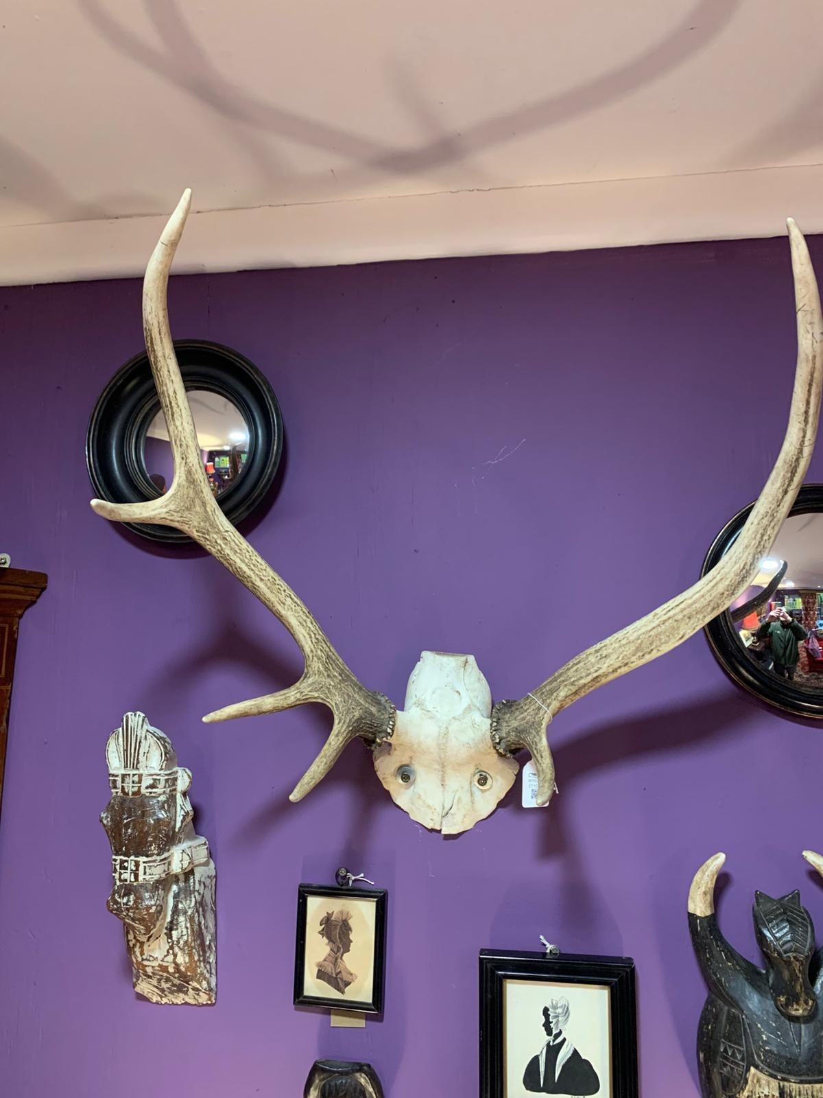 Deer antlers