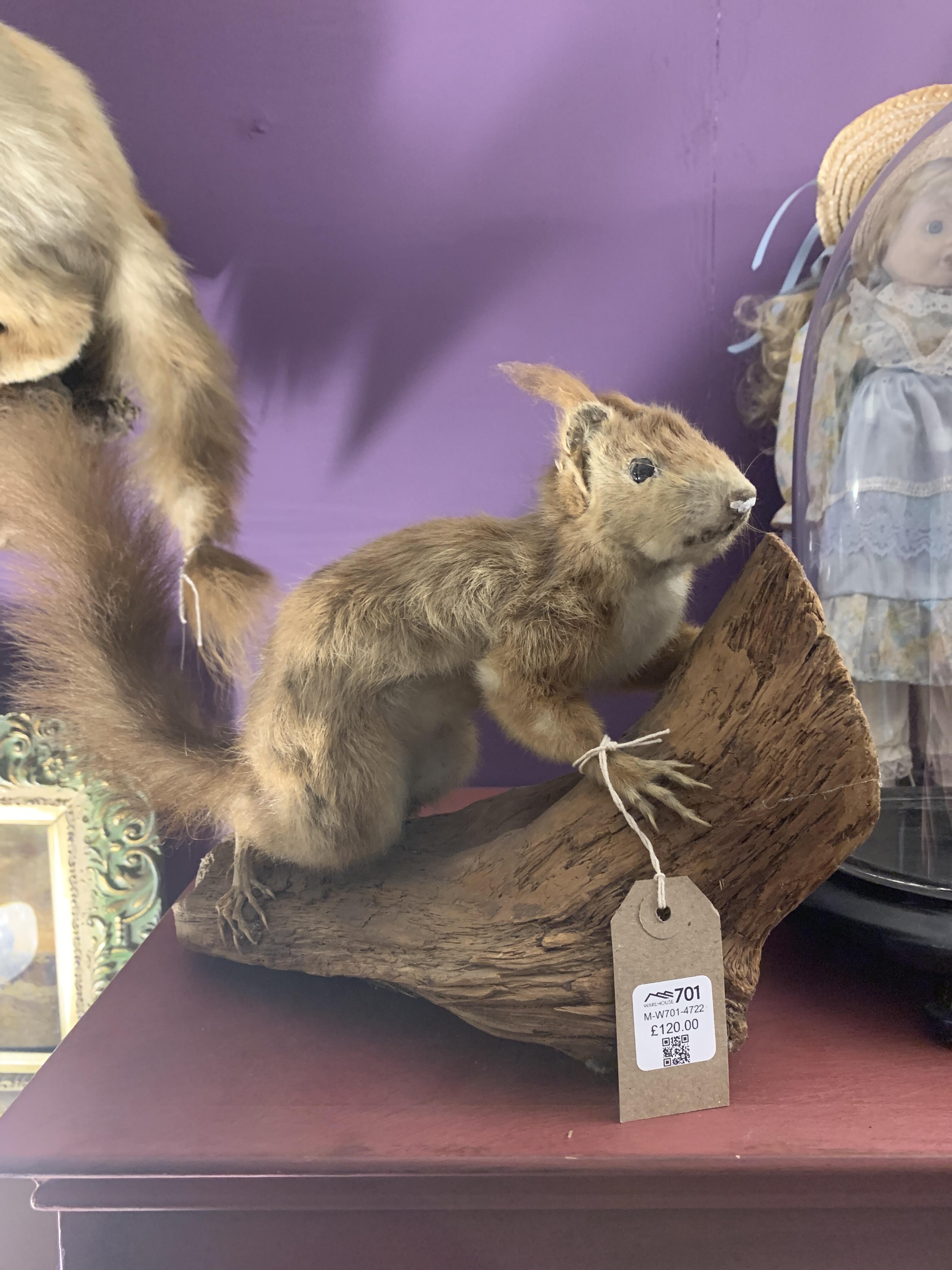 Charming Vintage Taxidermy Red Squirrel