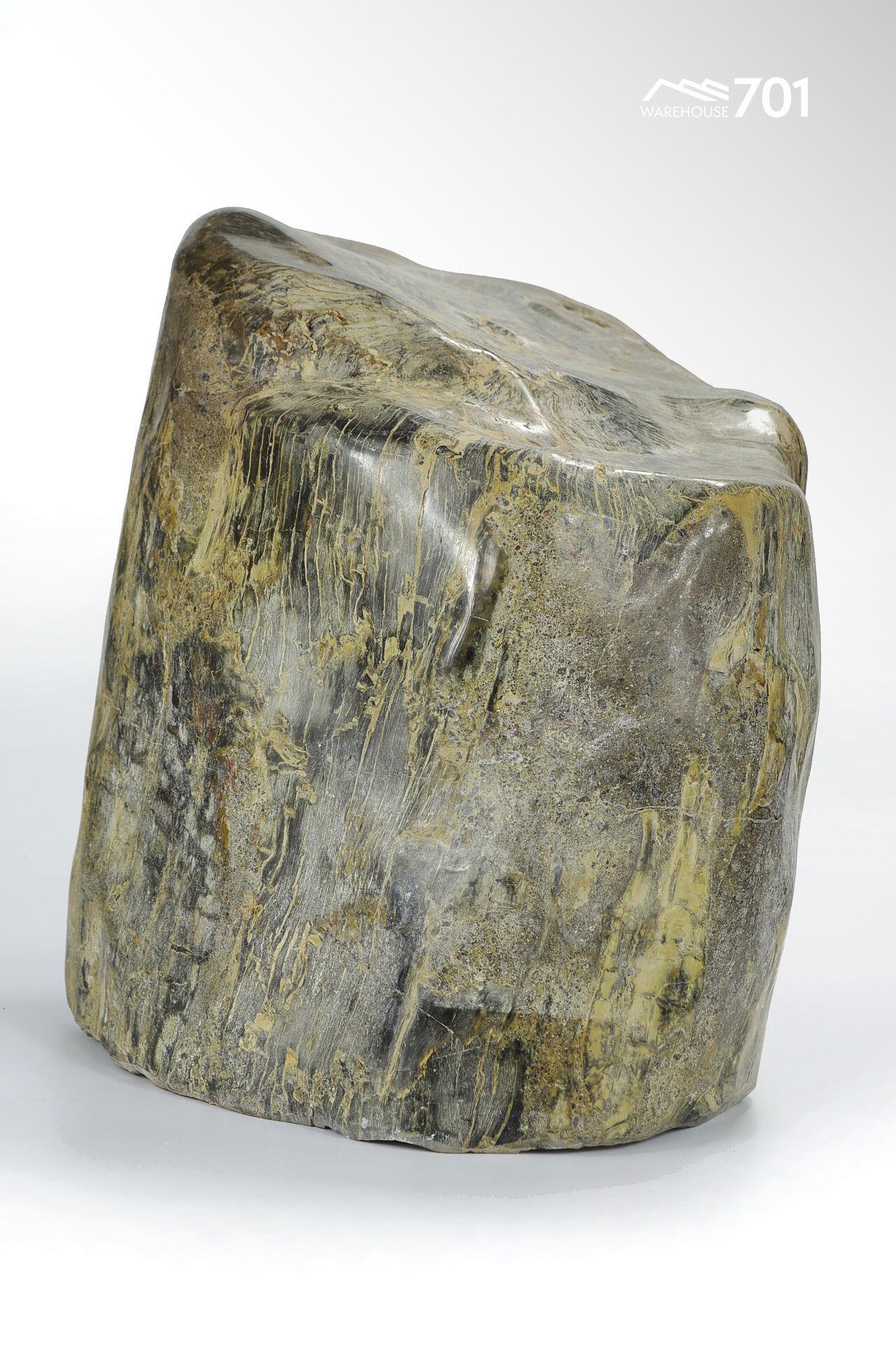 Prehistoric Petrified Tree Fragment Over 30 Million Years Old