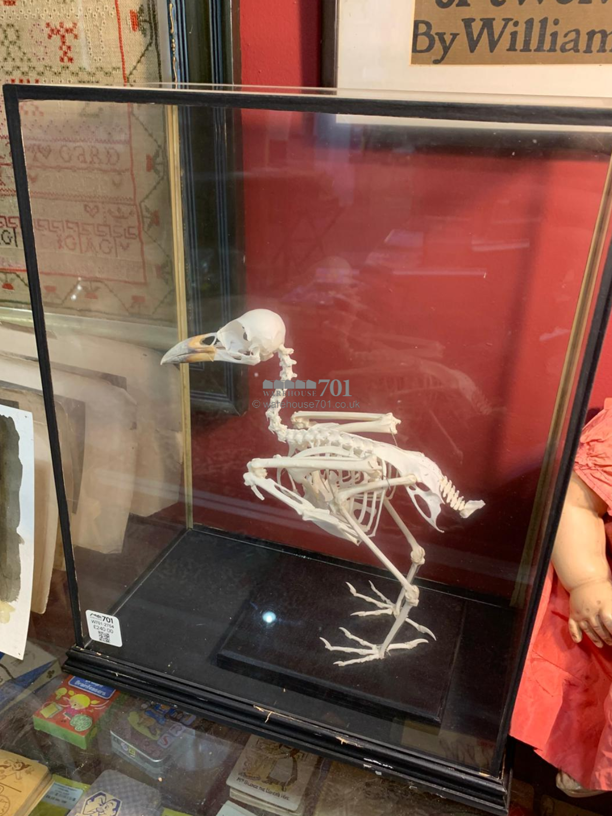 Bird skeleton in a glazed display case